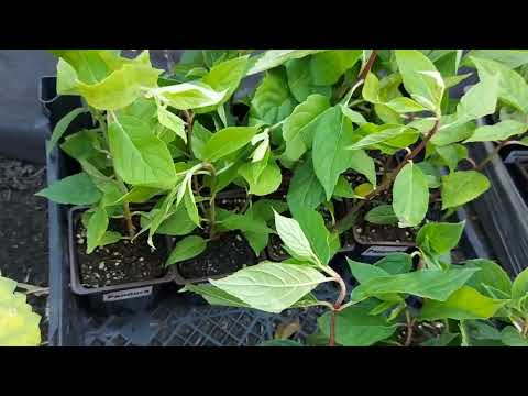 Видео: Распаковка от питомника Анабель.🌺 Пришли новинки из серии Пан👍