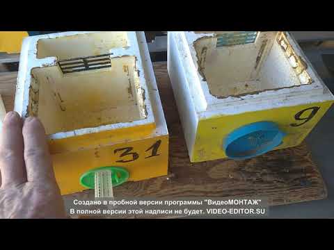 Видео: Микронуклеус