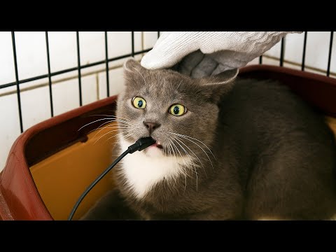 Видео: Дикая кошка вцепилась зубами в палку. Её погладили по голове и она впервые узнала что такое ласка.