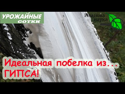 Видео: Чем ЛУЧШЕ БЕЛИТЬ деревья: мел, известь или ГИПС? И можно ли не класть купорос? Ответ в этом видео!