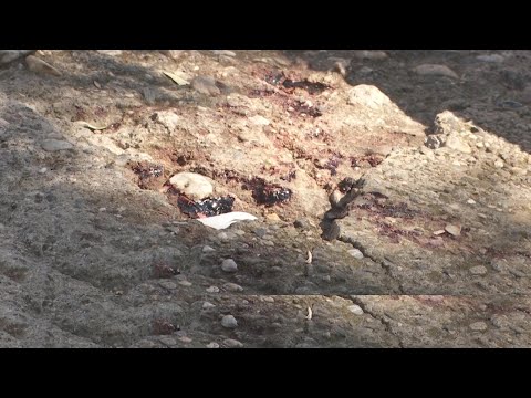 Видео: Можела ли да се спречи трагедијата во Велес, убиецот бил условно осуден и со „дебело“досие инциденти