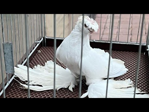 Видео: Узбекские голуби Pigeons الحمام Tauben  merpati کبوتر 鴿子 ハトkaʙūtar 28/01/24