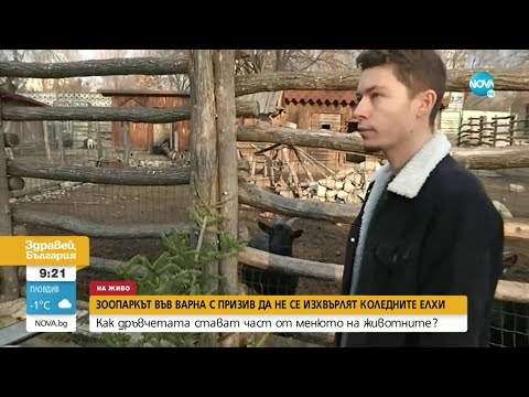 Видео: Зоопаркът във Варна с призив коледните елхи да не бъдат изхвърляни - Здравей, България (04.01.2023)