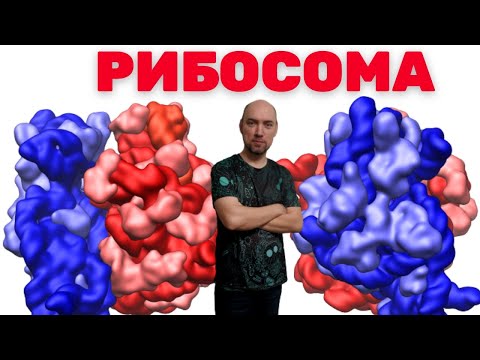 Видео: Что такое рибосома? Душкин объяснит