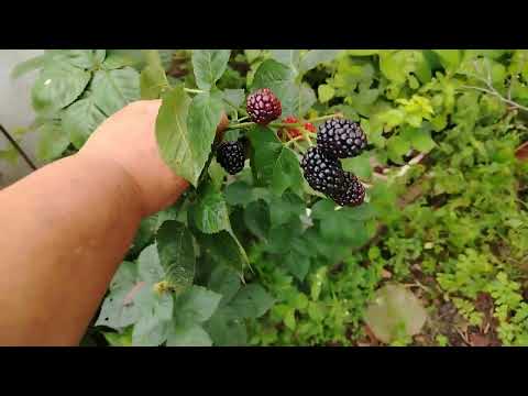 Видео: Ежевика Блек Джем