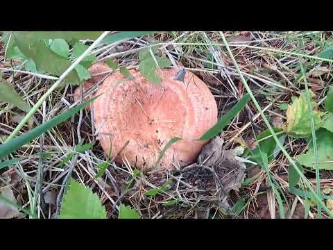 Видео: Полный восторг. Грибы. Каркаралинск