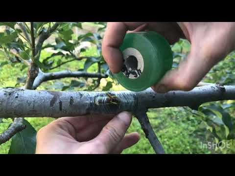 Видео: Літнє щеплення окуліровка яблуня груша.