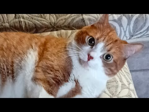 Видео: Юки недоволен 