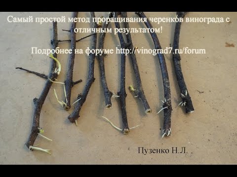 Видео: Проращивание черенков без проблем-форум http://vinograd7.ru/forum!