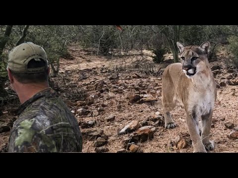 Видео: Лев! Слишком поздно, он прямо рядом со мной! Смертоносные чулки!