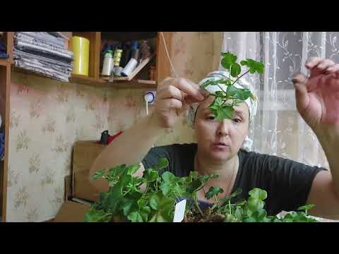 Видео: Обезаю плюшелистные пеларгонии и как всегда болтаю