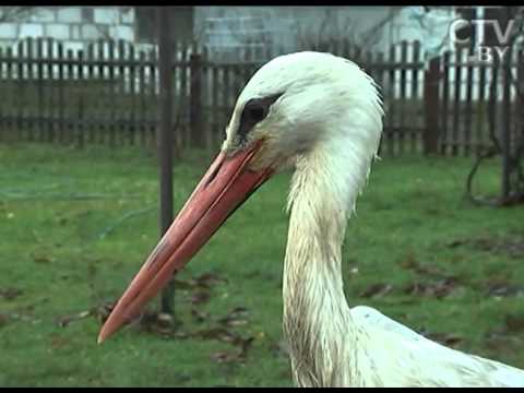 Видео: Светлана Сидорук девять лет выхаживает аиста Бусю