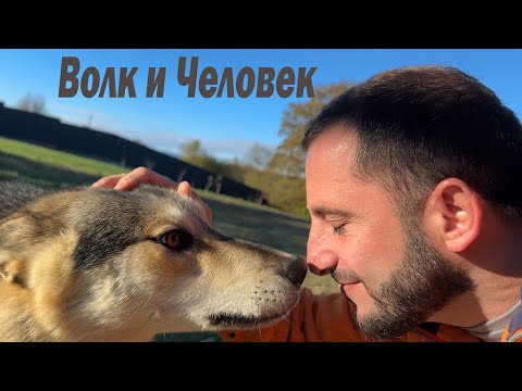 Видео: Глажу дикую волчицу !!  Питбули порвали мне губу ! Утро с бандой !!!
