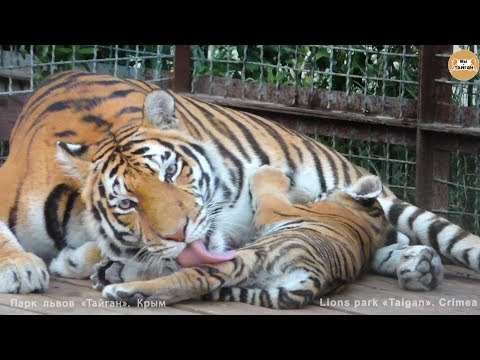 Видео: Алтайчик и Тайганчик - тигрята Скарлетт. Тайган. Scarlett and the tiger cubs. Taigan.