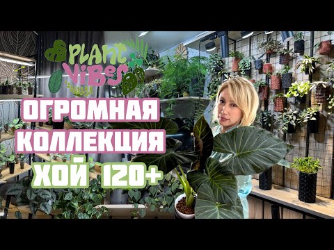 Видео: Обзор растений у цветовода в гостях/ огромная коллекция хой
