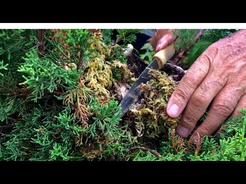 Видео: Вы можете легко сделать дерево! ! Если вы найдете корень, попросите мастера-производителя бонсай