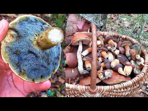 Видео: СИНИЕ ГРИБЫ! Съедобные или ядовитые?