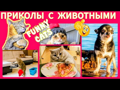 Видео: Пушистая мощь 😂 хороший чебурек 🤓🤩 #приколыскотами 