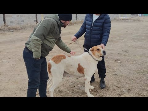 Видео: Собаки сильных крови