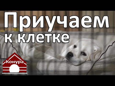 Видео: Как приучить собаку к клетке