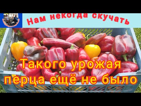 Видео: Такого урожая перца у нас ещё не было