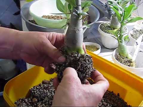 Видео: Пересадка адениумов 11 11 17г