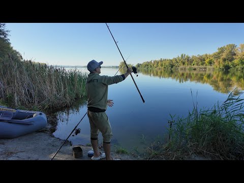 Видео: Фідерна рибалка! Прийшли СПРАВЖНІ ДИКІ КАБАНИ!!!