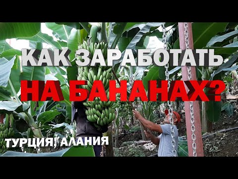 Видео: Построить банановые плантации в Турции и разбогатеть сделав банановый бизнес, как это?