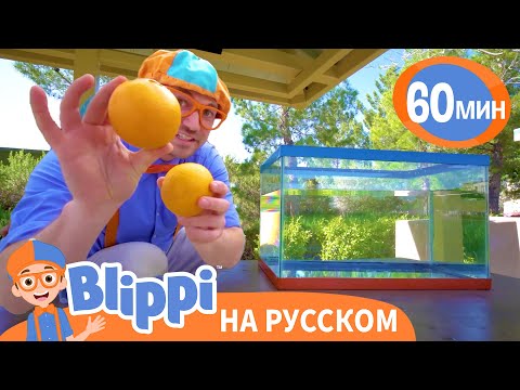 Видео: Блиппи изучает полезную еду на ферме Танаки | 60 минут | Блиппи на русском