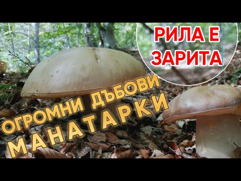Видео: #Рила е зарита с #ОГРОМНИ дъбови #Манатарки.