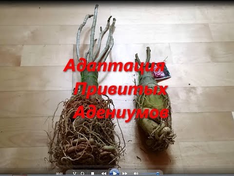 Видео: Как правильно адаптировать привитые Адениумы