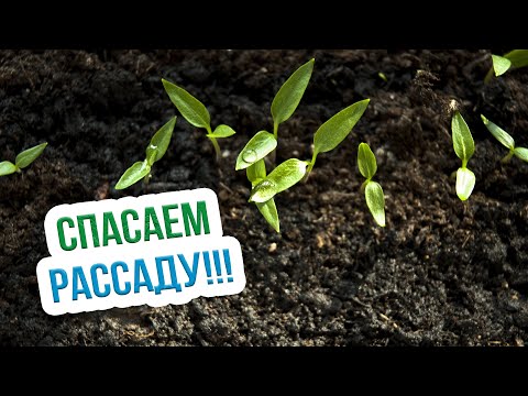 Видео: Черная ножка на рассаде! Как бороться и не допустить - рассказывает Евгений Силягин