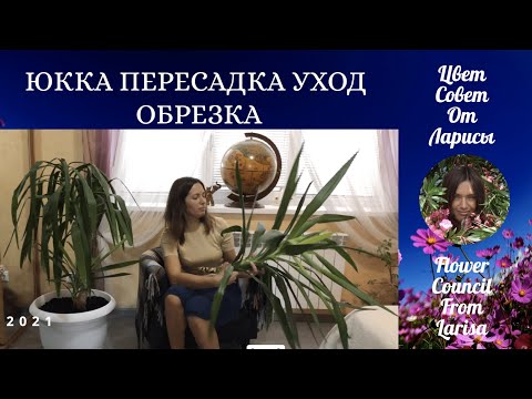 Видео: ЮККА ПЕРЕСАДКА УХОД ОБРЕЗКА