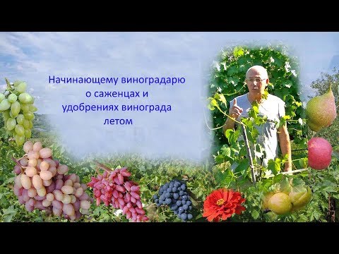 Видео: @Виноград 2019  Саженцы и удобрение винограда летом