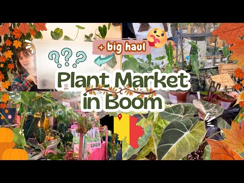 Видео: Уютный рынок растений в Буме (Бельгия) 🛍️🌿+ доставка растений 🥰