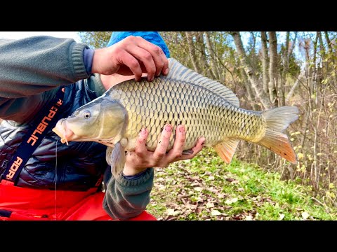 Видео: КАРП и ЩУКА раздают в октябре! На такое мы не рассчитывали
