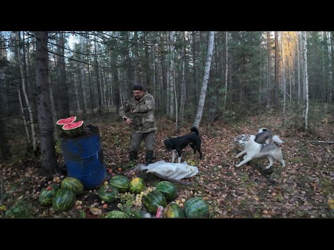 Видео: ЗАВЕЗ БОЛЕЕ 200 КГ АРБУЗОВ.ЯБЛОКИ МОЛОДАЯ СЕМЬЯ ЛОСЕЙ. РЫЖИЙ ЛИС ПОДСТАТЬ ОСЕНИ.ВЕРНУЛСЯ НОЧЬЮ ДОМОЙ