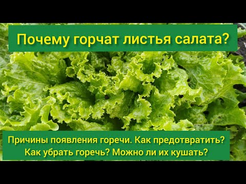 Видео: Почему горчит листовой салат / листья салата горчат/ как убрать горечь из салатных листьев