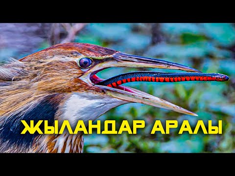 Видео: ЖАНУАРЛАРДЫҢ СІЗ БІЛМЕГЕН ҚЫЗЫҚТЫ ӘРЕКЕТТЕРІ 2