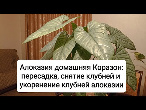 Видео: Алоказия Коразон: пересадка, снятие клубней и укоренение клубней алоказии