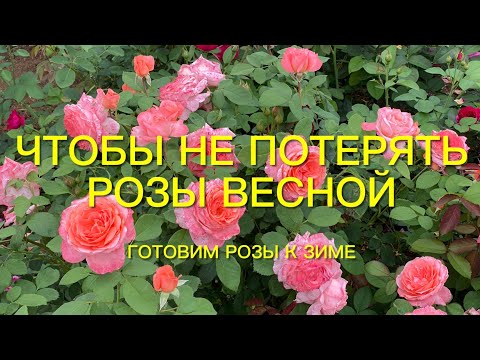 Видео: Розы. Если это не сделать сегодня, потеряем цветение завтра!!! Готовим Розы к зиме.🌹🌹🌹