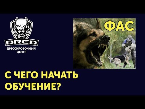 Видео: Как научить немецкую овчарку охранять | Команда Фас | Как научить собаку хватать