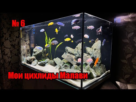 Видео: Мои Цихлиды Малави, My Malawi Cichlids #cichlids #malavi #аквариум