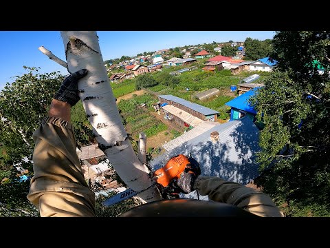 Видео: Пилю березу. Часть 1