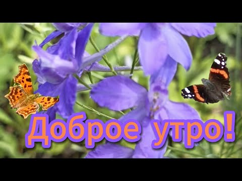 Видео: Доброе утро! ❤️🌺Добрый день!💝🦋🌹 #красотаприроды #звукиприроды