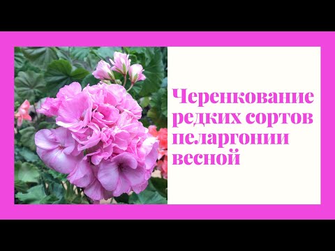 Видео: Pelargoniums//Черенкование  редких сортов пеларгонии весной