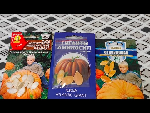 Видео: Тыквы гиганты,как не ошибиться с выбором #гигантыаминосил #аэлитатыквы #гавриштыквы #город61 #обман