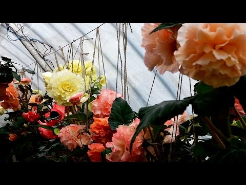 Видео: Клубневые бегонии и рассказ о зарубежных коллегах