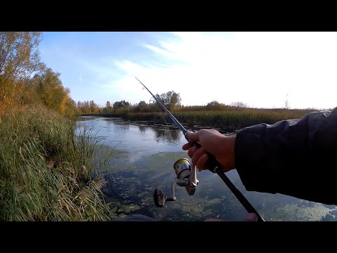 Видео: Прогулки по водоёмам малой родины. И снова сеть