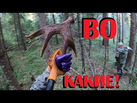 Видео: 🟢 ЧТО ПРИНОСИТ КОП МЕТАЛЛА В СТАРЫХ ДЕЛЯНКАХ?